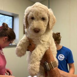 Lainey Wilson - White female Sheepadoodle puppy in Franklin, Texas from Cross Doodles