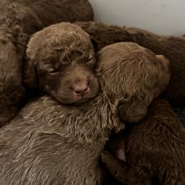 Boy 3 - Brown male Chesapeake Bay Retriever puppy in Lake Anna, Virginia from Three Horses Chesapeakes