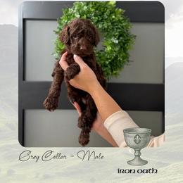 Iron Oath - Chocolate male Goldendoodle puppy in Garland, Texas from Twilight Doodles