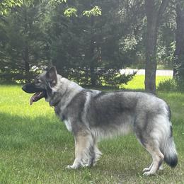 Mika - Shiloh Shepherd