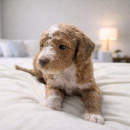 Denton - Apricot male Goldendoodle puppy in Pittsburg, Texas from Grace Springs Goldendoodles
