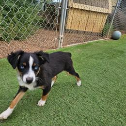 Roxie - Black tri female Toy Australian Shepherd puppy in Snowflake, Arizona from Halfpint Aussies