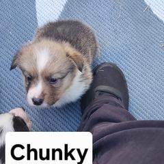 Chunky - White and red male Pembroke Welsh Corgi puppy in Grand Blanc, Michigan from Dellinger's Corgi's