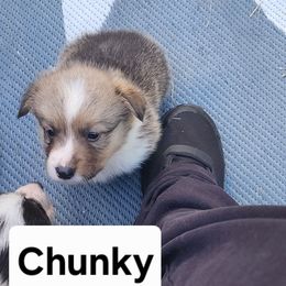 Chunky - White and red male Pembroke Welsh Corgi puppy in Grand Blanc, Michigan from Dellinger's Corgi's