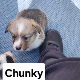 Chunky - White and red male Pembroke Welsh Corgi puppy in Grand Blanc, Michigan from Dellinger's Corgi's