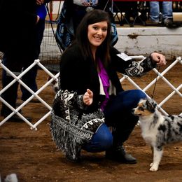 Miniature Australian Shepherds and Toy Australian Shepherds from Rhinestone Ranch