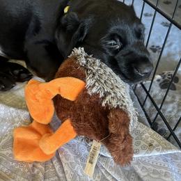 Labrador Retriever Puppies from Outlaw Ridge Kennels