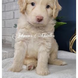 Aussiedoodle, Bernedoodle, and Goldendoodle Puppies from Johnson's Doodles