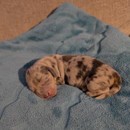 Sake - Gray (blue) female Dachshund puppy in Huachuca City, Arizona from Az's B&B Doxies