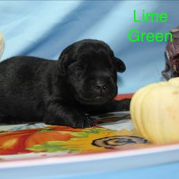 Girl 1 - Black female Labrador Retriever puppy in Parma, Idaho from Campbell Valley Labradors