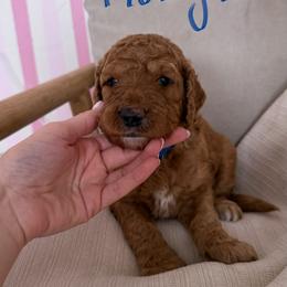 Goldendoodle Puppies from Felicia Ferkin