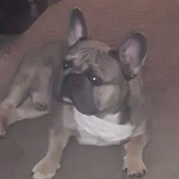 doe - French Bulldog