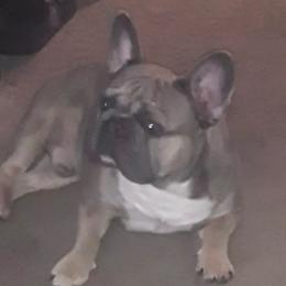 doe - French Bulldog
