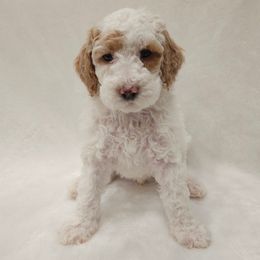 Copper - Parti male Poodle puppy in Puyallup, Washington from Pure Parti Poodles