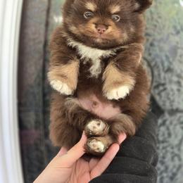 Patrick - Chocolate and tan male Pomeranian puppy in Gun Barrel City, Texas from Petite Poms