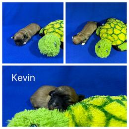 Kevin - Cream male Lhasa Apso puppy in Cincinnati, Ohio from Shangri-La Lhasa Apsos