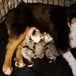 Tilly - Toy Australian Shepherd