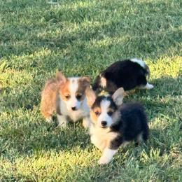 Tri Male 2 - Black and tan male Pembroke Welsh Corgi puppy in Stephenville, Texas from Rising JM Pembrokes