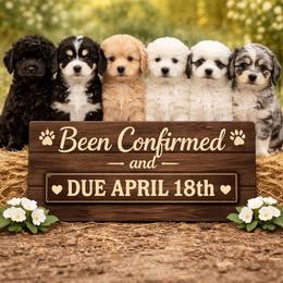Bernedoodle puppies from Cavapoo Acres