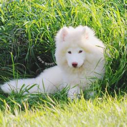 Dorami - Siberian Husky