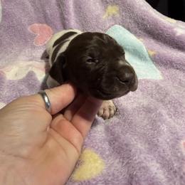 Pink - Liver roan female German Shorthaired Pointer puppy in Jackson, Georgia from Rosengrace Gsps (formerly Tiner GSP’s)