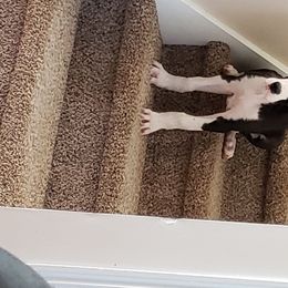 Great Dane Puppies from Beehive Great Danes