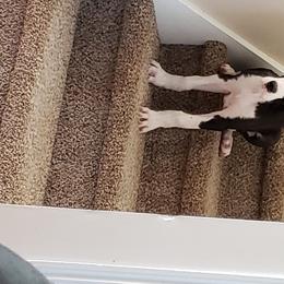 Great Dane Puppies from Beehive Great Danes