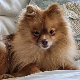 Pomeranian Puppies from BabyBooPoms