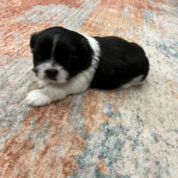 Bouncer - Black and white male Shih Tzu puppy in Fair Grove, Missouri from Hilltop Shih Tzus
