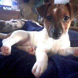 Border Collie and Jack Russell Terrier Puppies from CP FARMS BORDER COLLIES N JACKS CORP