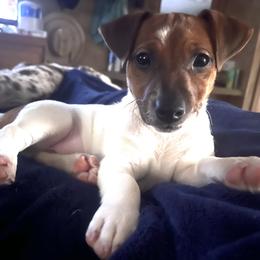 Border Collie and Jack Russell Terrier Puppies from CP FARMS BORDER COLLIES N JACKS CORP