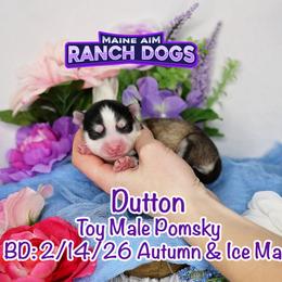Dutton - Silver and white male Pomsky puppy in Humeston, Iowa from M.A.R. Dogs