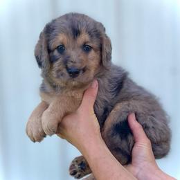 Cynthia - Merle female Assorted Doodle Crosses puppy in Kansas City, Missouri from Beary GoldenDoodles