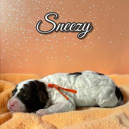 Sneezy - Parti male Poodle puppy in Pink Hill, North Carolina from Boodle's Standard Poodles