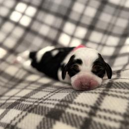 Pink Collar - Black white and tan female Beagle puppy in Princeton, Minnesota from Thor’s Beagles & Maha’s Staffy