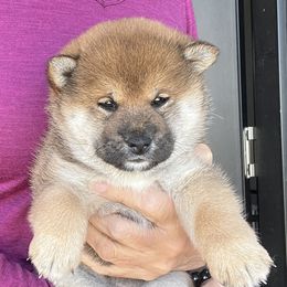 Shiba Inu Puppies from Hillsdale Shiba Inu