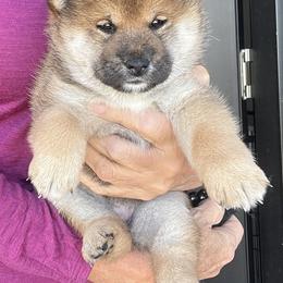 Shiba Inu Puppies from Hillsdale Shiba Inu