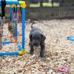 Jason - Blue male Great Dane puppy in Montgomery, Texas from KD Sweet Southern Danes
