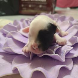 Powderpuff or extreme hairy hairless female 1 - White and black female Chinese Crested puppy in New Castle, Pennsylvania from Long Rotts & Long Haul Cresteds