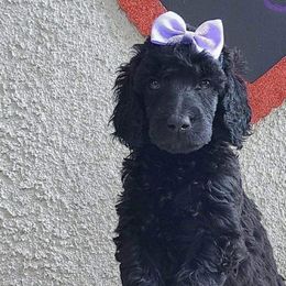 Poodles from DeMoica Poodles