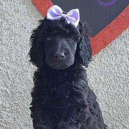 Poodles from DeMoica Poodles