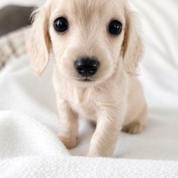 Ginger - Cream female Dachshund puppy in Sebring, Florida from Mini Weenies