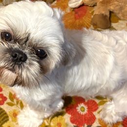 Shih tzu Dynastys Linyi Zhenhua (Thriving and Glorious Forest of Elegance) - Cream and white female Shih Tzu puppy in Kingsland, Georgia from Shih-tzu Dynasty