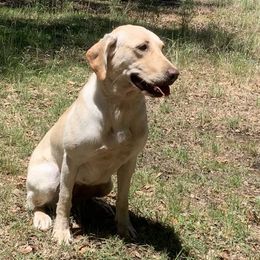 Holly - Labrador Retriever