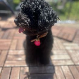 Empress - Poodle
