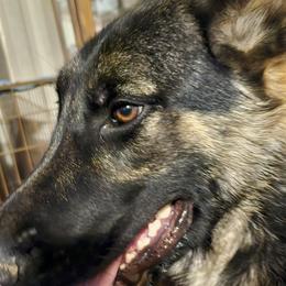 Boy 2 Wyatt - Black and tan German Shepherd puppy in Wright County, Missouri from The Old Red Barn Kennel