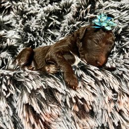 Poodle Puppies from The Poodle Boutique