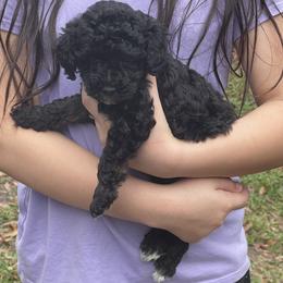 Orange Collar - Black male Poodle puppy in Macon, Georgia from Mystic Mini Poodles