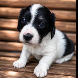 Oreo - Piebald male Dachshund puppy in Chillicothe, Ohio from Brittney's Dachshunds