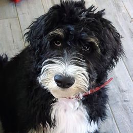 Smiley (blue collar) - Tri-color Bernedoodle puppy in Temple, Texas from DN Poodles and Doodles